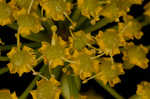 Wild parsnip